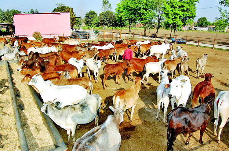 गौशाला का महत्व और ग्रामीण विकास में इसकी भूमिका