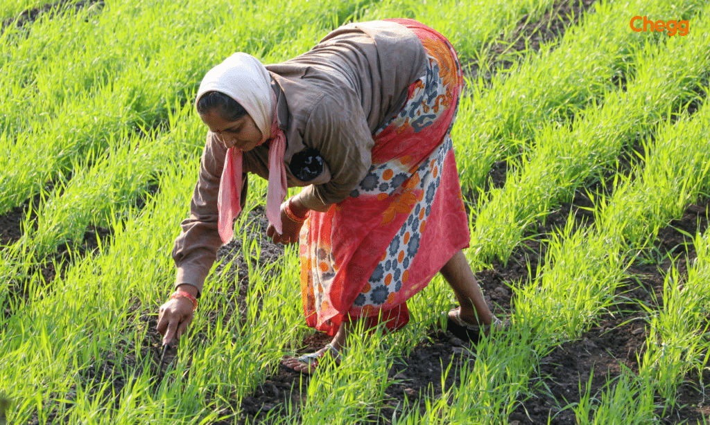 ग्रामीण रोजगार की समस्या और समाधान – स्वावलंबी ग्रामीण अर्थव्यवस्था